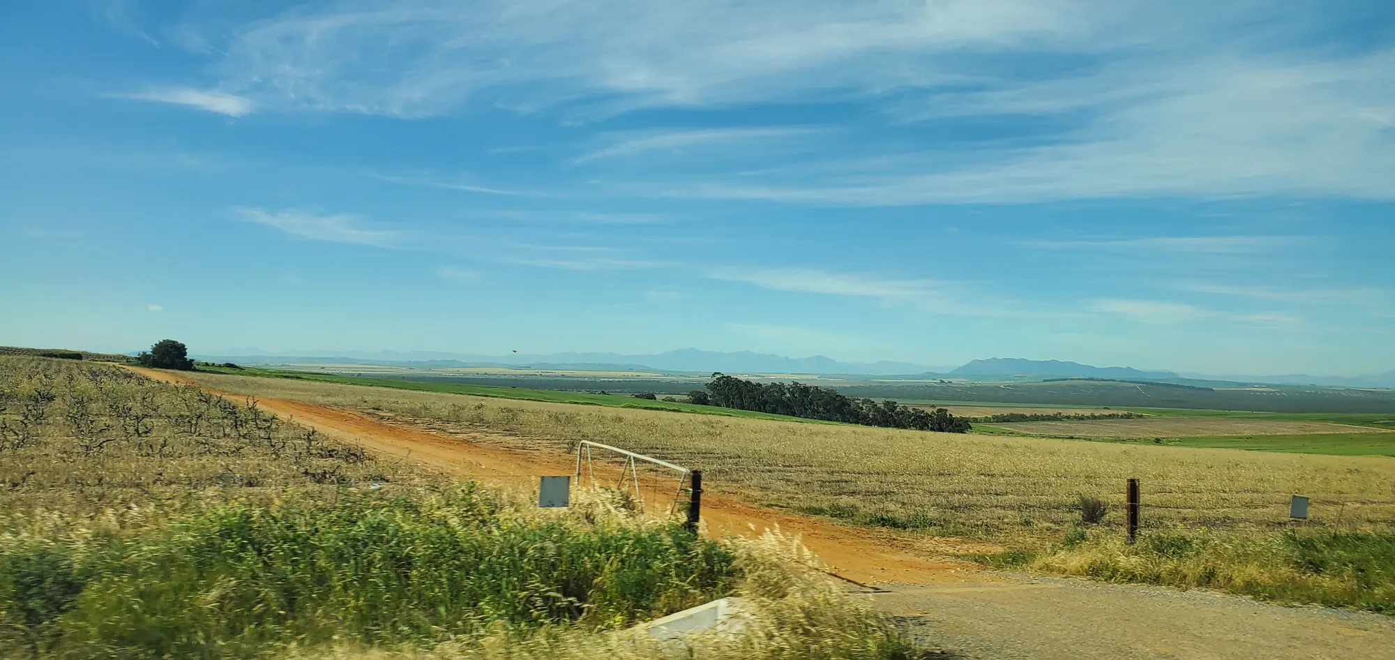A dirt road through the Swartland wheat fields under a wide sky